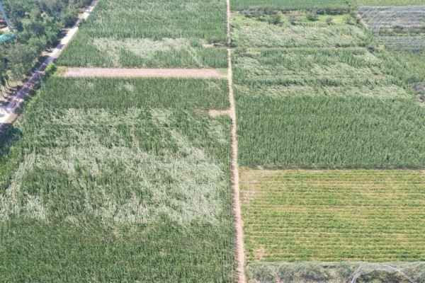 人保财险衡水市分公司科技赋农快速查勘应对玉米倒伏