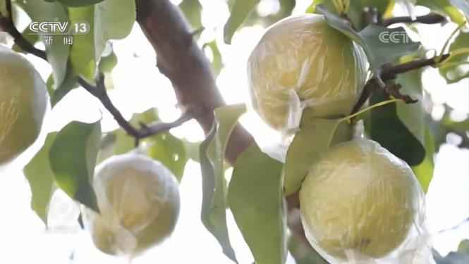 焦点访谈丨困难重重又必须打胜的脱贫攻坚战,打得怎么样了?