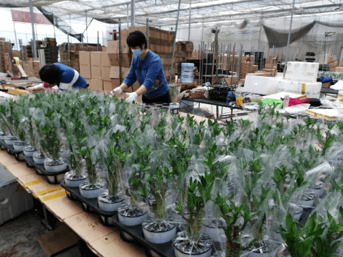 全国网媒探营华南两大万亩现代农业产业园,貌美如花还能赚钱养家!