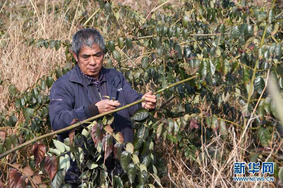 向着胜利,关键的抉择——重走花界读懂“通道转兵”