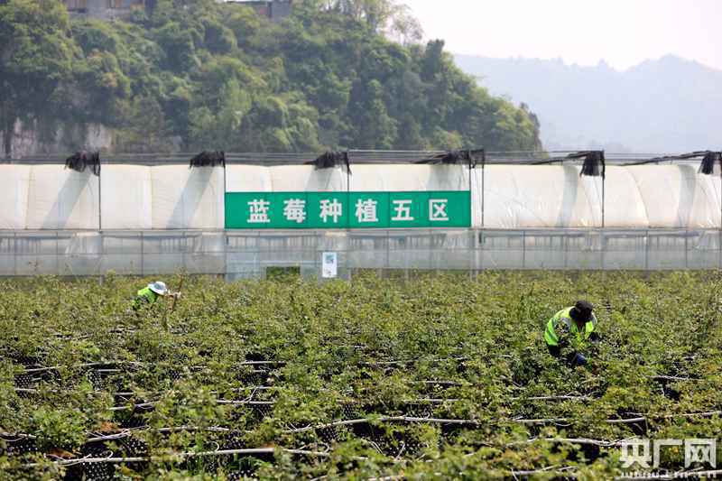 【民族要复兴 乡村必振兴】贵州金沙岩孔街道：“三联”模式实现集体和农户“双增收”