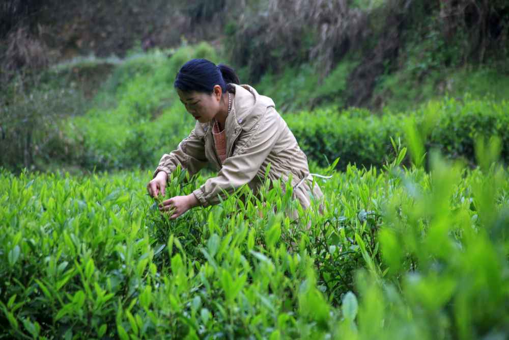 清明采茶忙